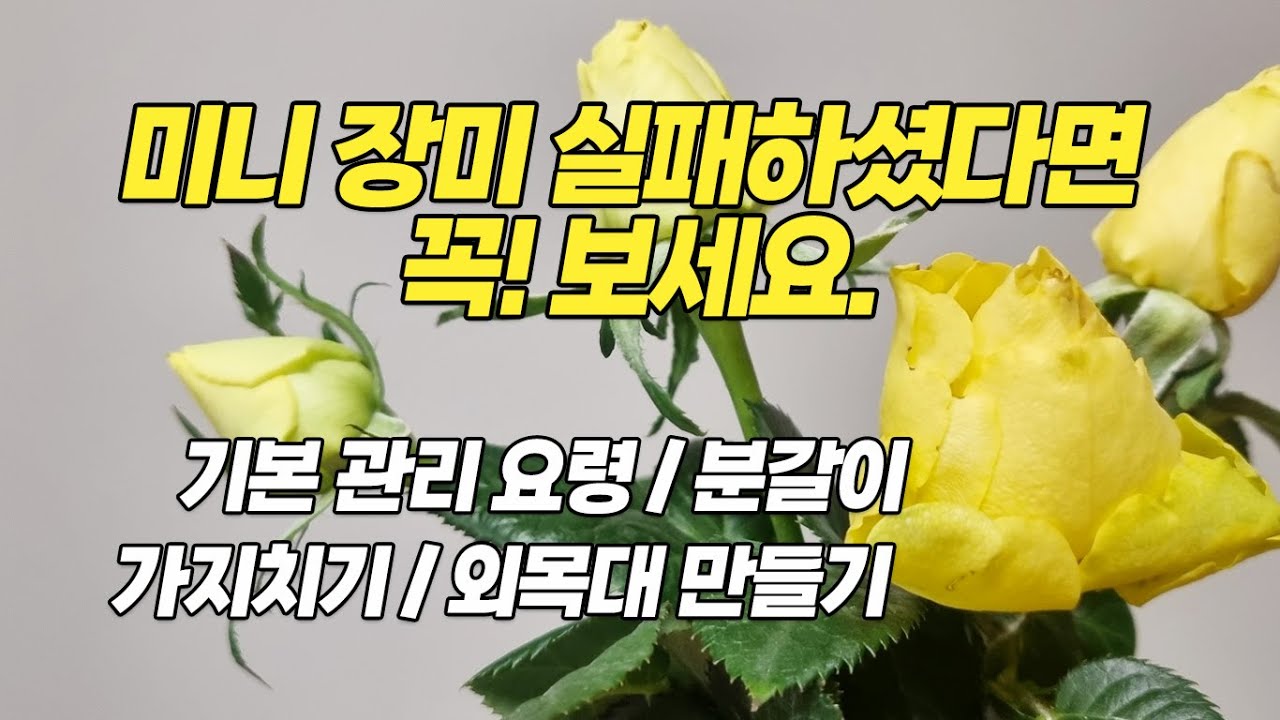 미니 장미 실패하셨다면 꼭! 보세요. 미니 장미 잘 키우기! 미니장미 분갈이 가지치기 외목대 -홈가드닝 아파트정원 HomeGardening