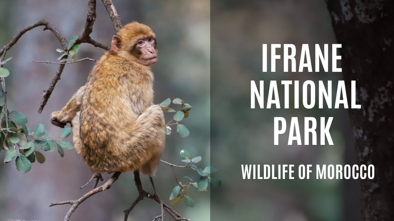 Ifrane National Park | Home of the Barbary Macaque | Wildlife of Morocco