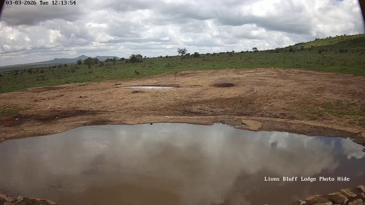 Lions Bluff Lodge Photo Hide - Live Stream
