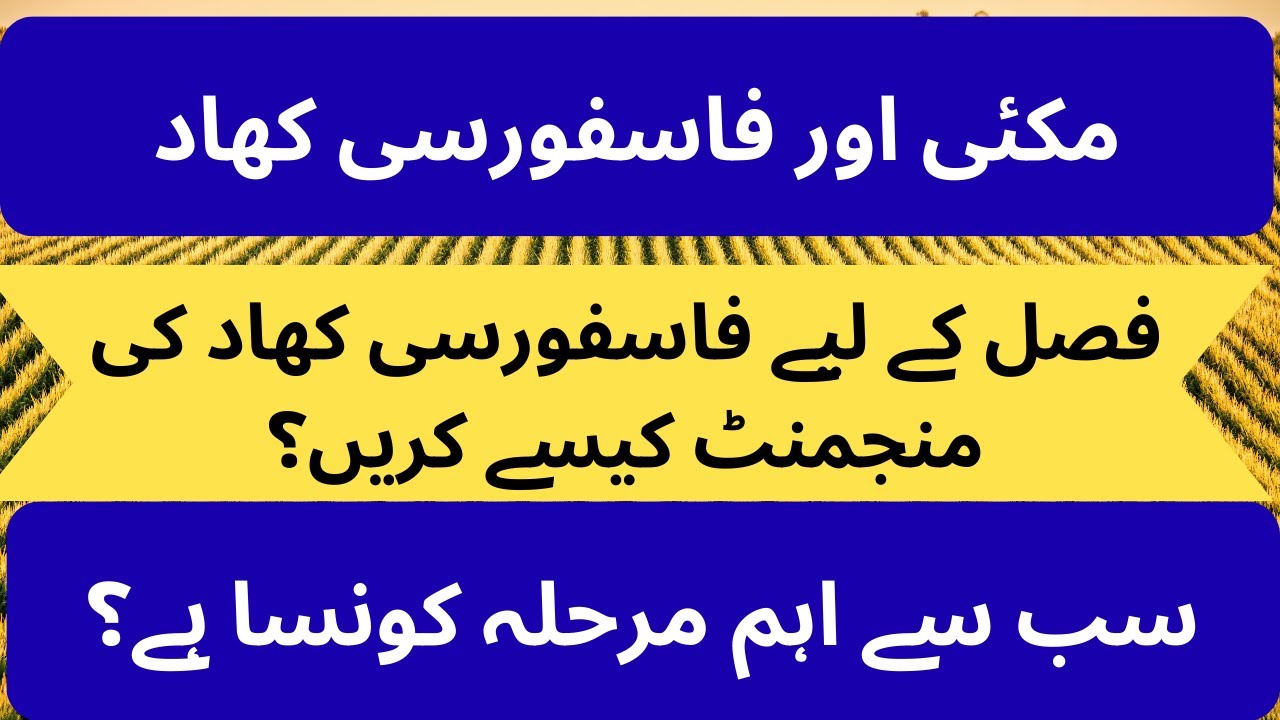 P Fertilizer for Maize (مکئی کی فصل میں فاسفورسی کھاد کی مجنمنٹ کیسے کریں)