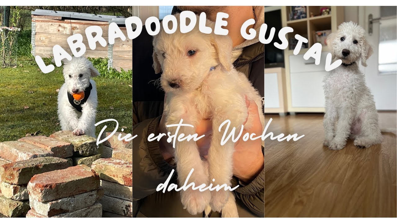 F1bb Labradoodle Welpe zieht ein