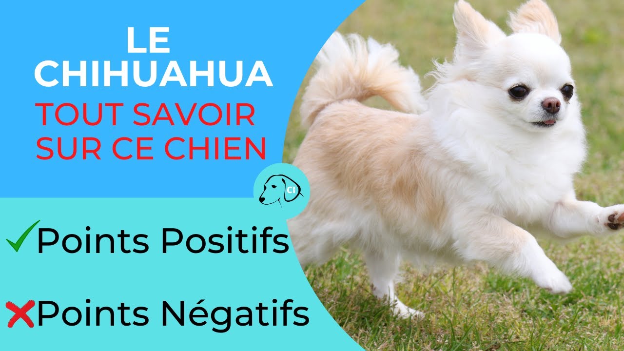 TOUT SAVOIR SUR LE CHIEN CHIHUAHUA