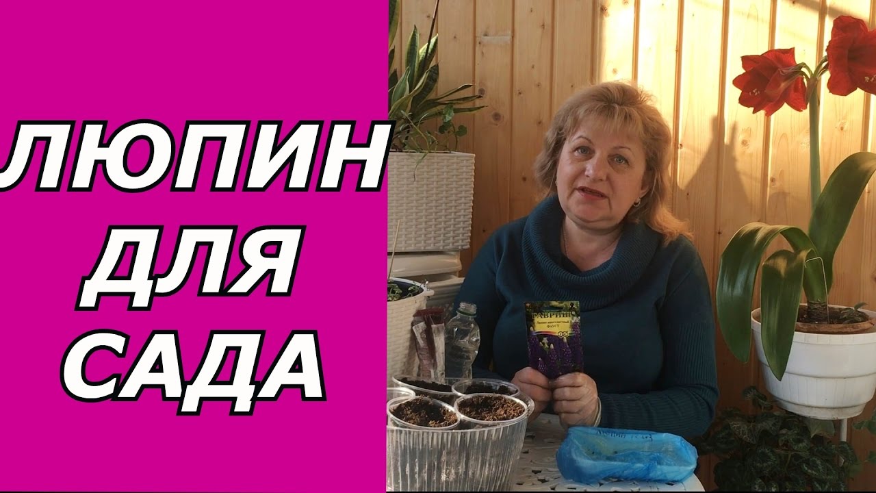 Люпин - пересадка, выращивание, уход, полив. Цветы для сада