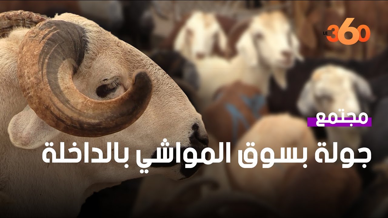 اكتشف الجودة والأسعار داخل أسواق المواشي بمدينة الداخلة