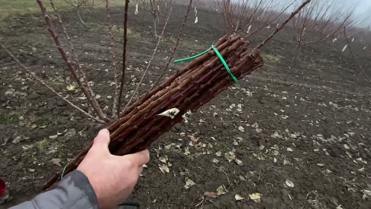 Живці різних культур та метод щеплення плодових рослин.