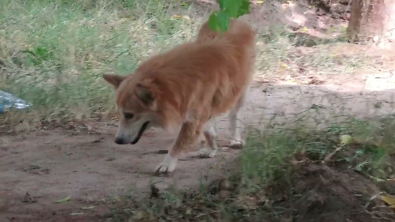 Dog Vlog video / cute little dog / desi vlog