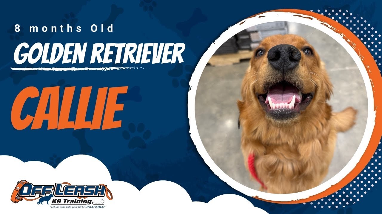 Golden Retriever, 8 months old, Callie | Best Dog Training Central Missouri | Off Leash K9