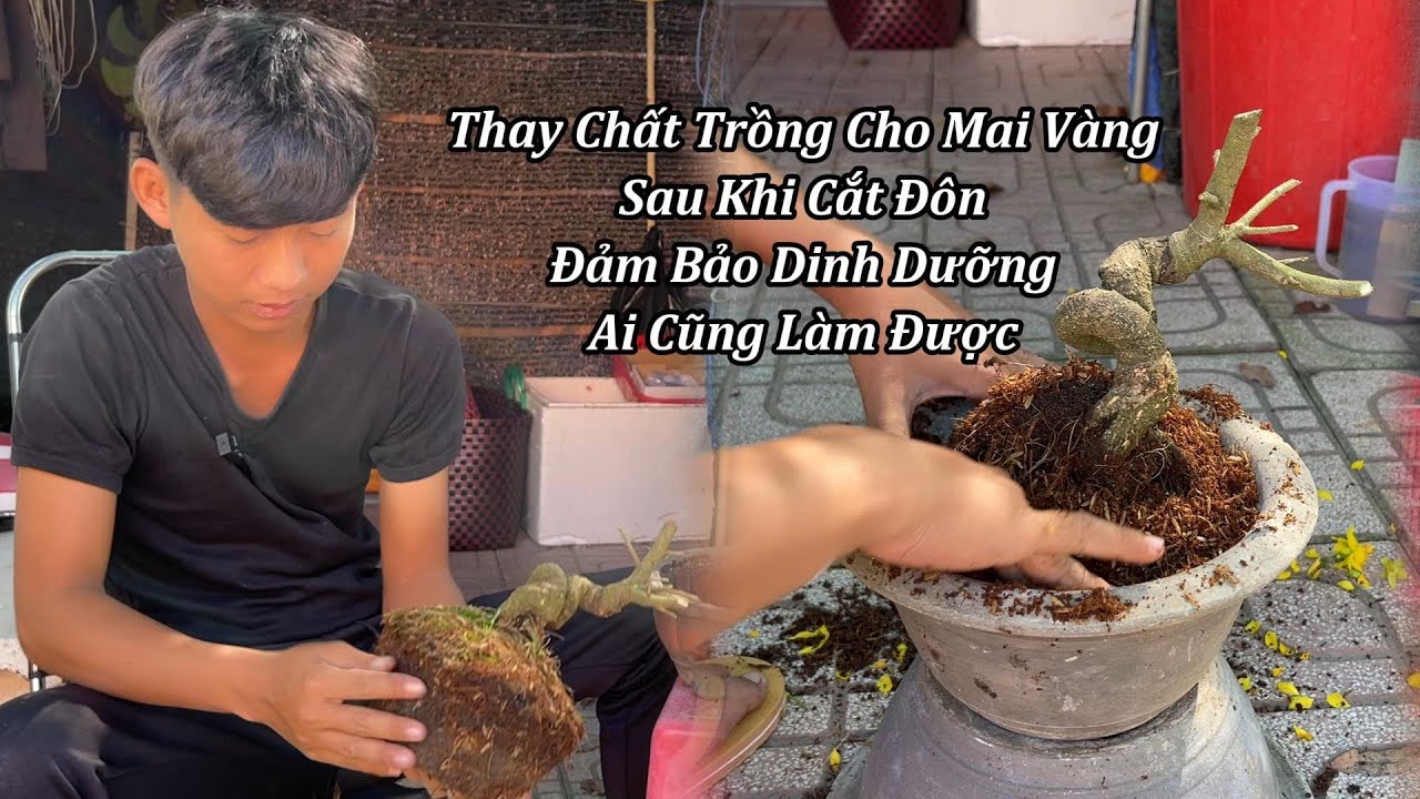 Thay Chất Trồng Cho Mai Vàng Sau Khi Chơi Tết - Mai Vàng Duy Hiếu