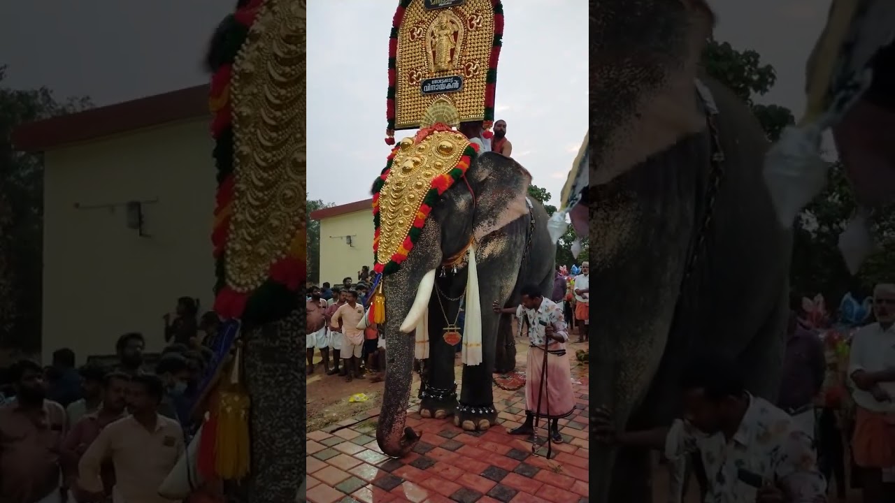തോട്ടക്കാട് വിനായകൻ ചാലിശ്ശേരിയിൽ Thottakkad Vinayakan #keralaelephants #aanapremi #pooram #elephant