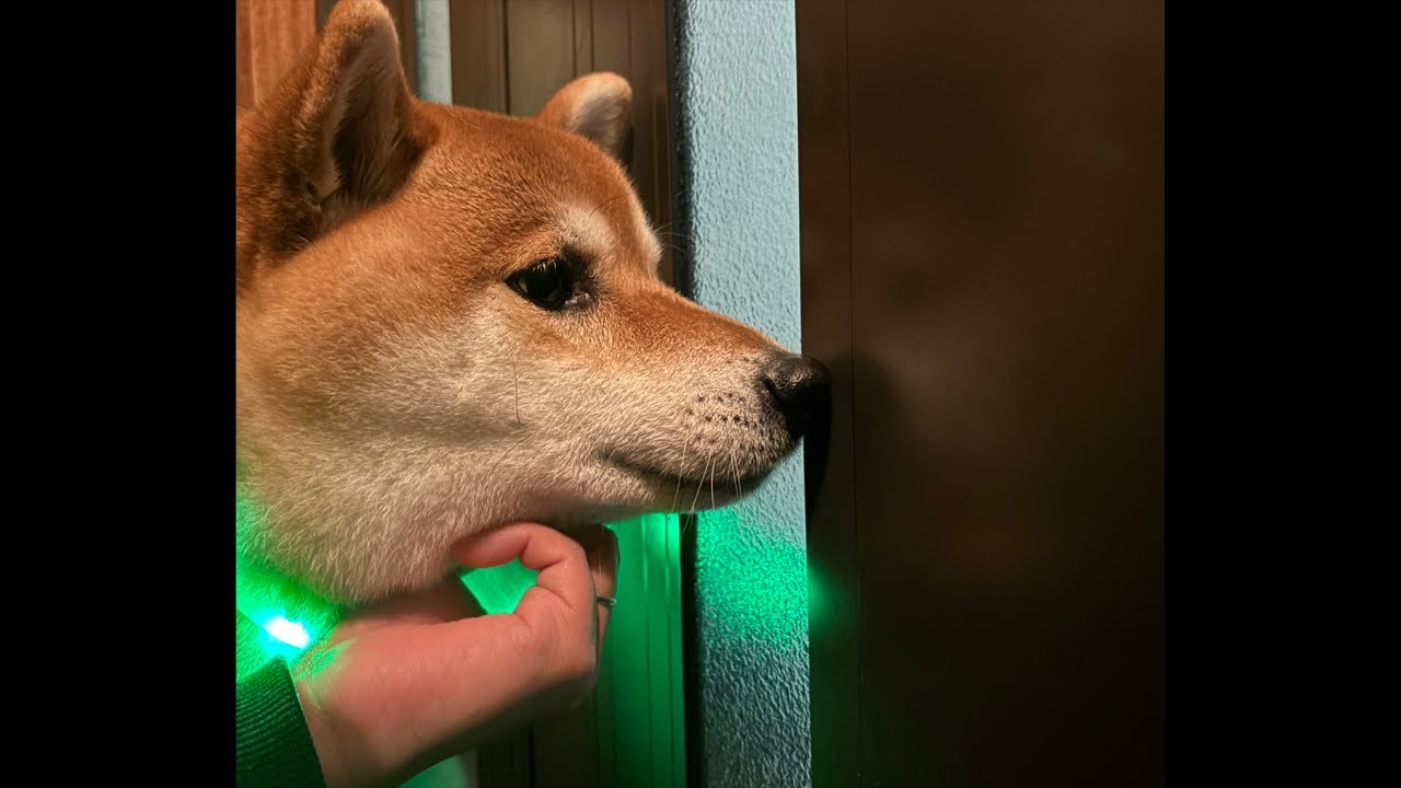 【LIVEアーカイブ】巨大柴犬よもぎ夜に出歩く🐕🚶🏻