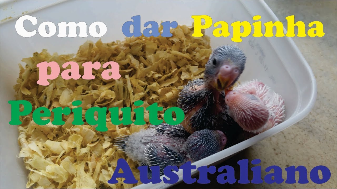 Como dar Papinha para Filhote de Periquito Australiano #BDA