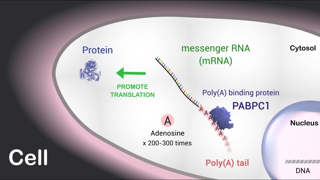 Poly(A) tail length regulates PABPC1 expression to tune translation in the heart