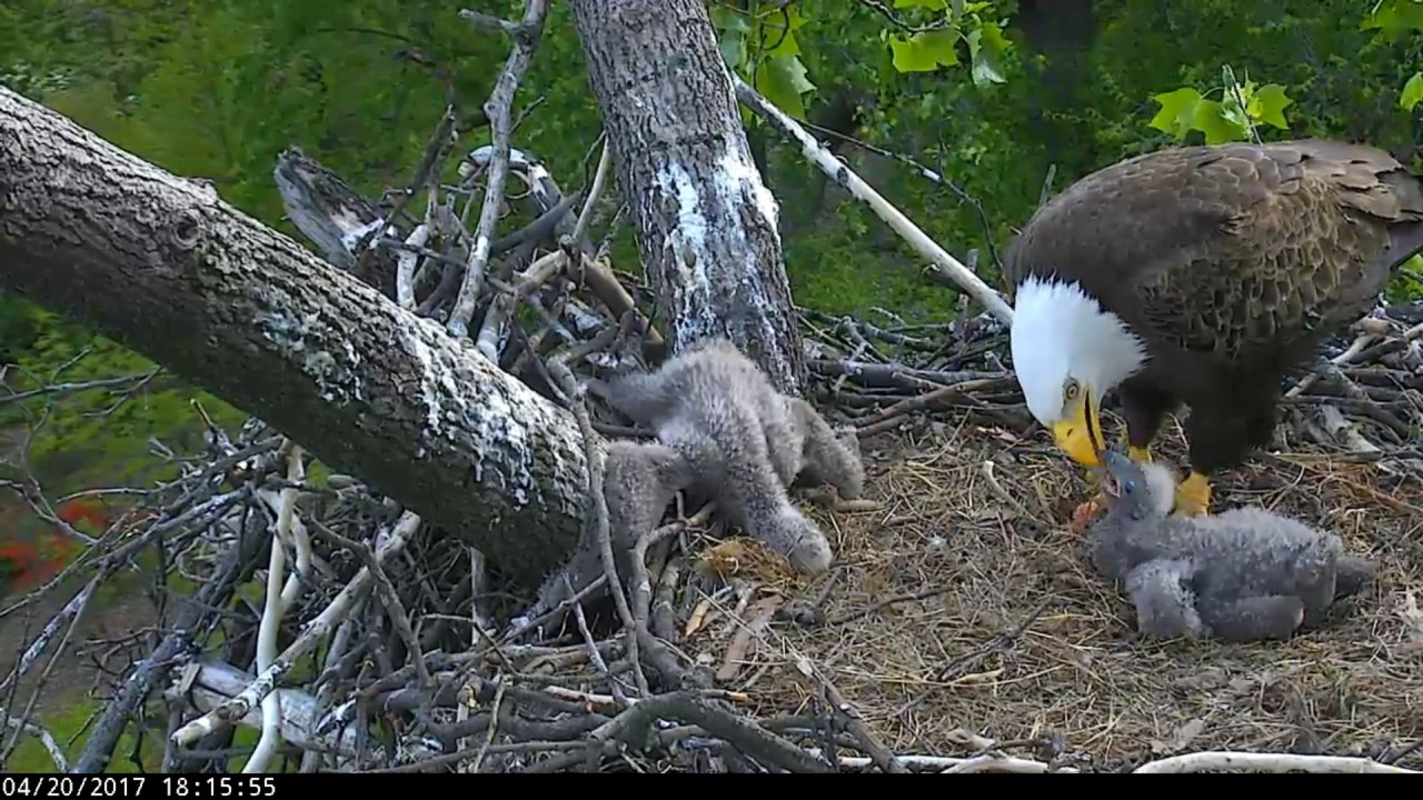 DC Eagles - **Disturbing Video** Eaglet has it's leg caught