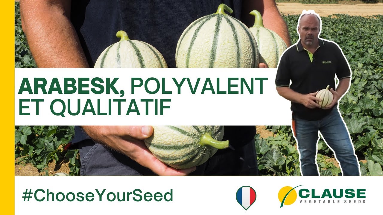 ARABESK, le melon charentais aux nombreux atouts - #chooseyourseed | HM.CLAUSE