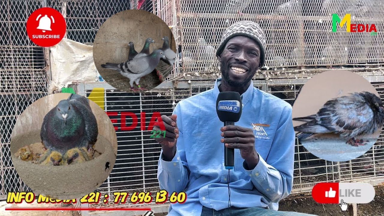 Comment préparer les pigeons avant la reproduction 
