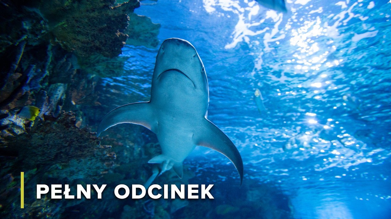 Śmiertelne rekiny i podstępne gady | Szpony i szczęki Afryki 103 + 104