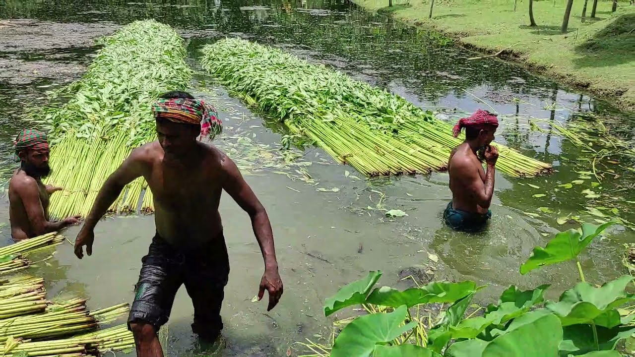 পাটের জেলা ফরিদপুর - Jute Growing District Faridpur