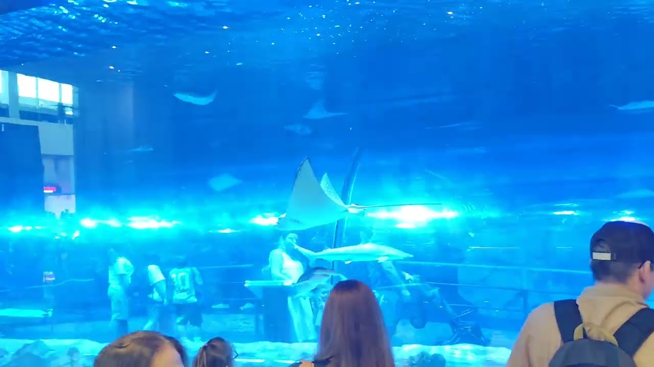 Imagini de la Acvariu din Dubai Mall ianuarie 2026