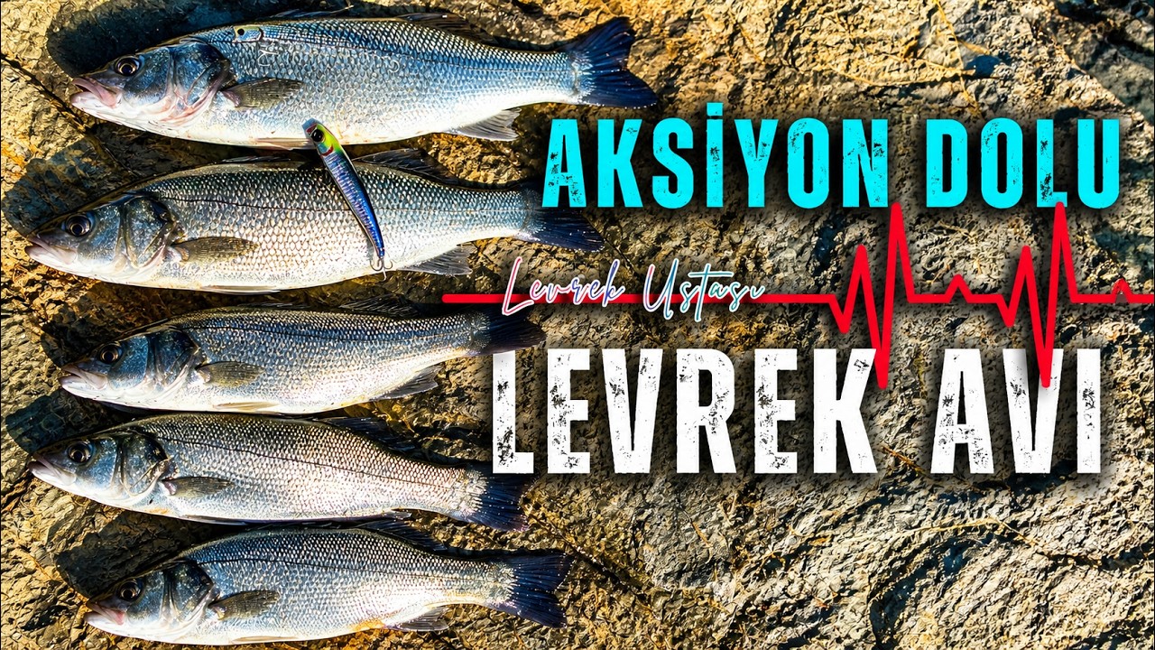 MERA FARKETMEZ, LEVREK USTASI AFFETMEZ !.. 1 Saatte 5 Levrek - Kıyı Levrek Avı - Spin Lrf Balık Avı