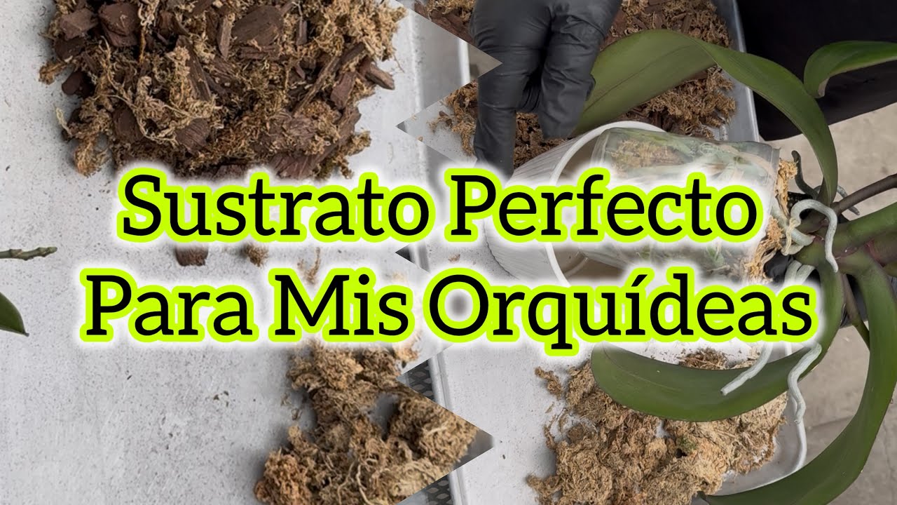 El sustrato Perfecto Para Mis Orquídeas