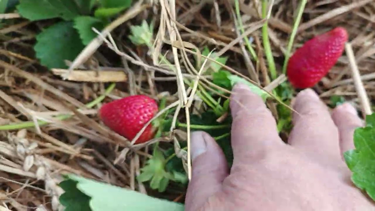 11 июня. Мои земляничные новинки.