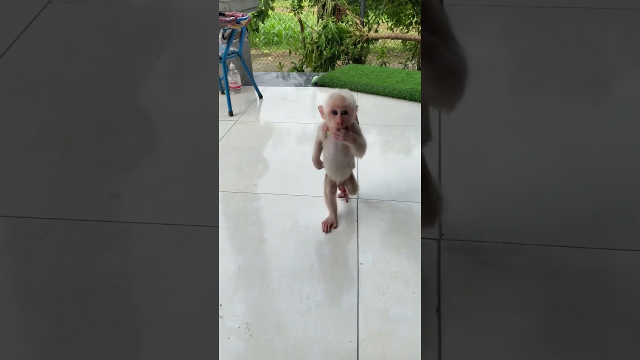 baby walk well #monkey #babymonky #cute