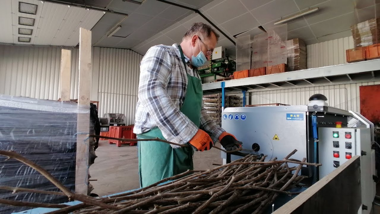 VINES NURSERY VISIT OF 