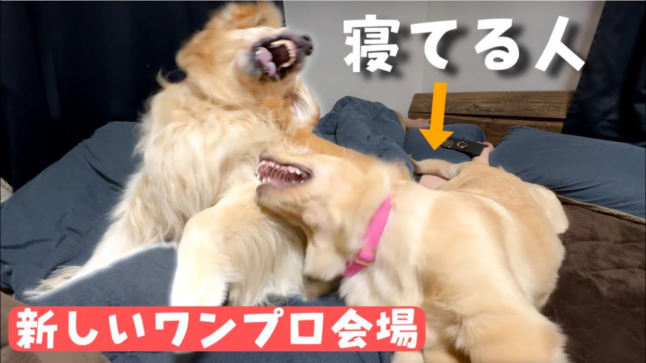 【GW】にーぺー部屋襲撃してベッドの上がワンプロ会場【安眠妨害】