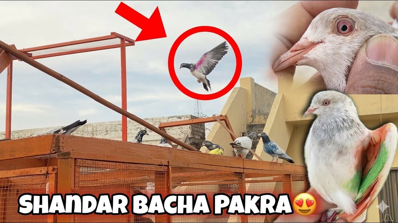 Shandar Bacha Pakra Chath Sy - Sami Rajpoot