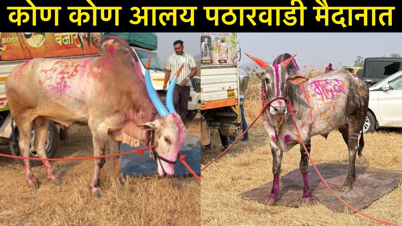 कोण कोण आलय पठारवाडी मैदानात 
