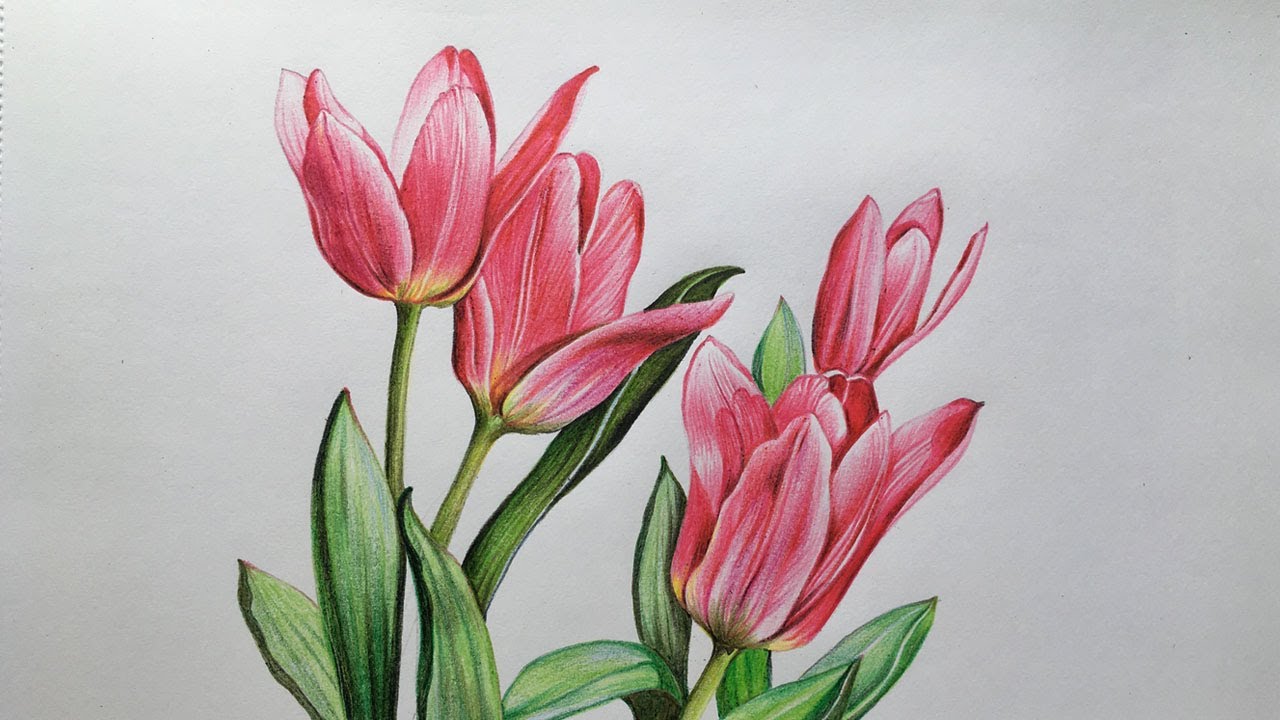 Tulip Flowers Drawing | Flower Drawing in Color Pencils