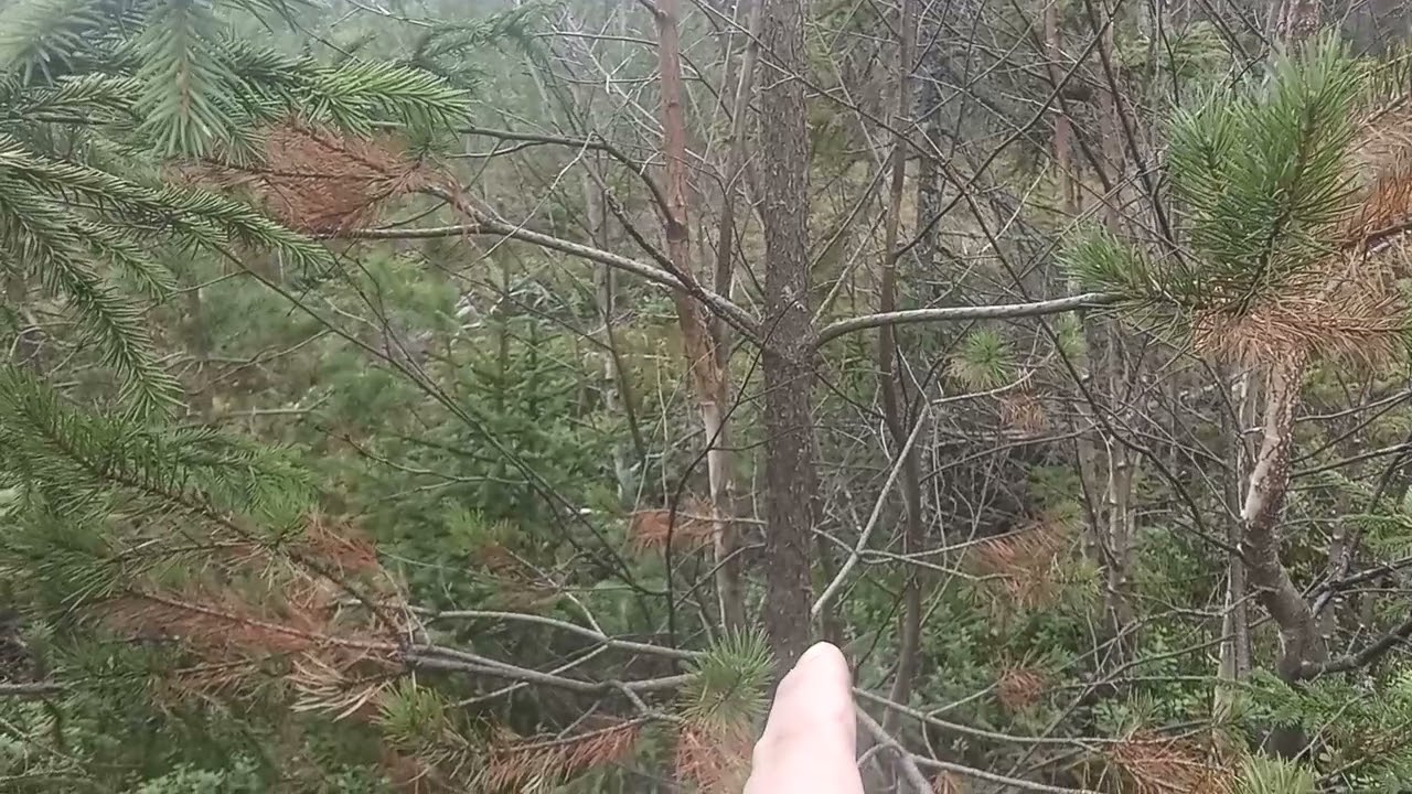 hur jag väljer vilka träd och trädslag som ska vara kvar efter röjning