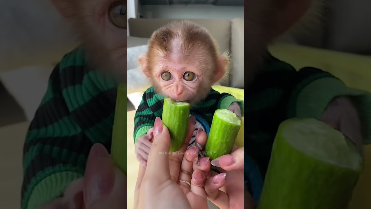 Baby monkey #monkey#pet#rescue#rescueanimals#animals#shortvideo#shorts