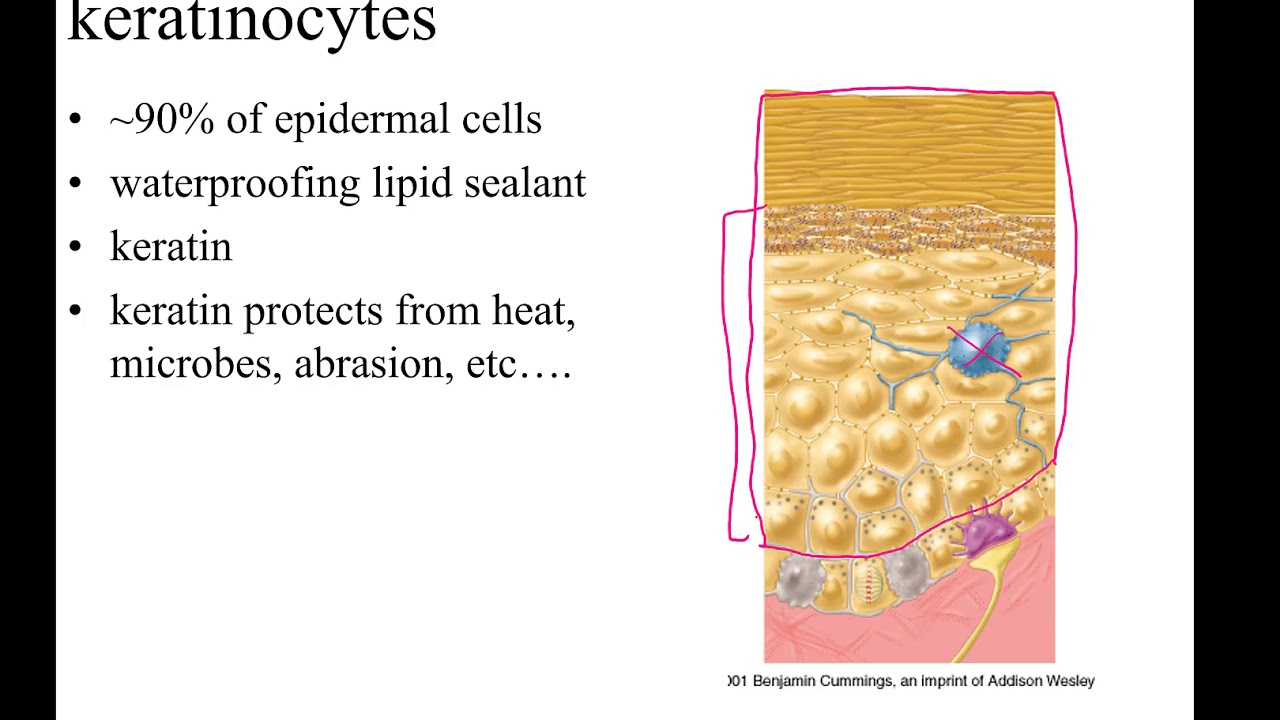 BI 241 Ch 5 Lecture part 1
