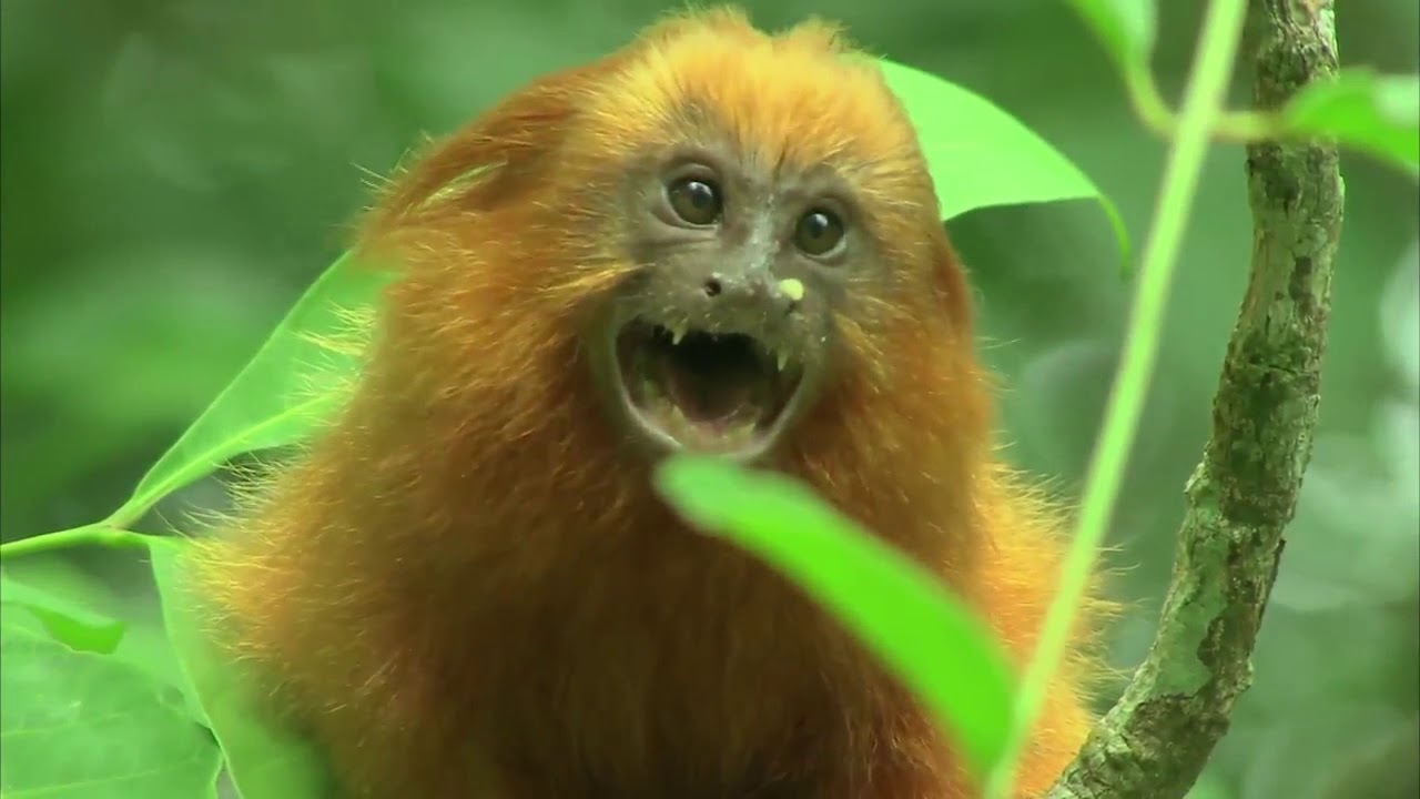 Micos-Leões-Dourados em seu habitat -  Vídeo produzido por Haroldo P Júnior