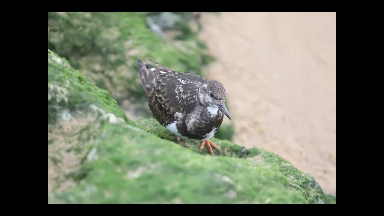 Oiseaux du littoral ‐ Réalisée avec Clipchamp