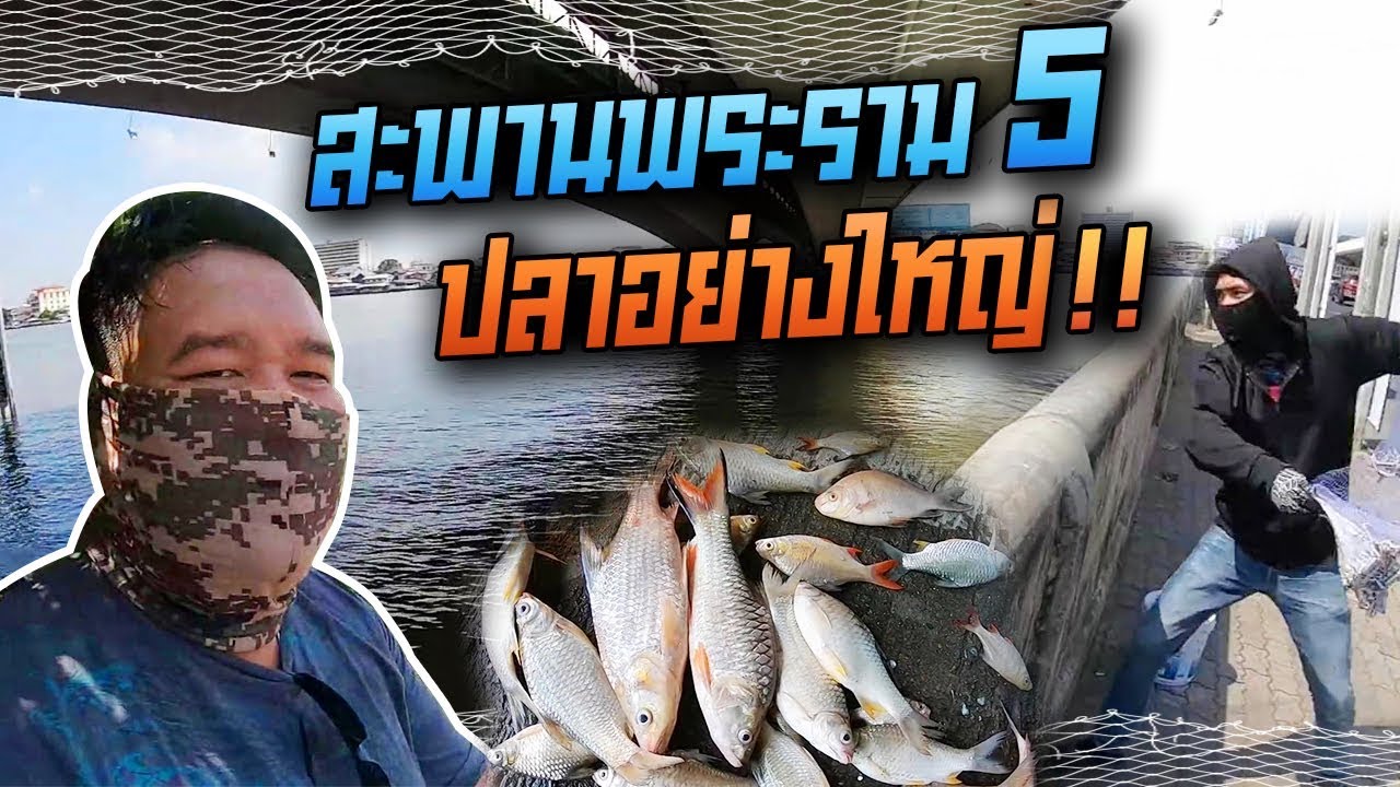 (ตัวเต็ม)ตามคำขอดูเพลินๆ หว่านแหสะพานพระราม 5 ปลาใหญ่ก็มี!!