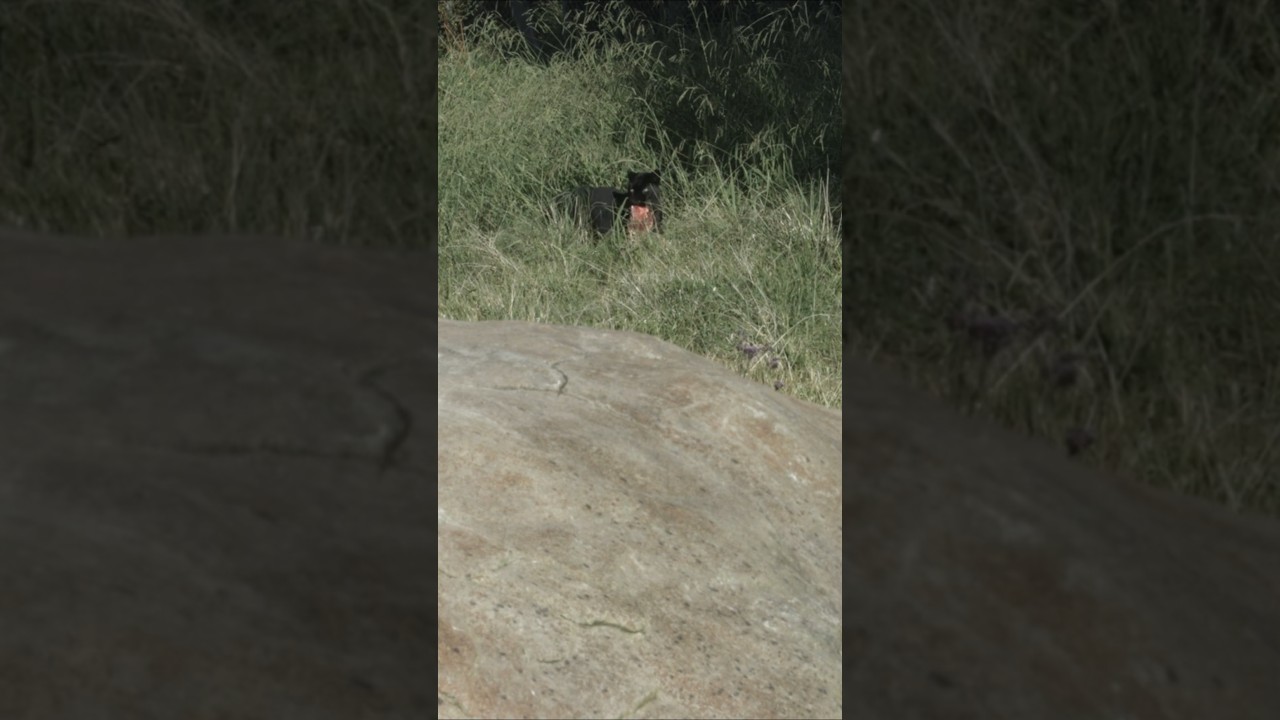 Did I Just See the Beast of Exmoor? | Real UK Cryptid Sighting #exmoor #unexplained #bigcat #cryptid