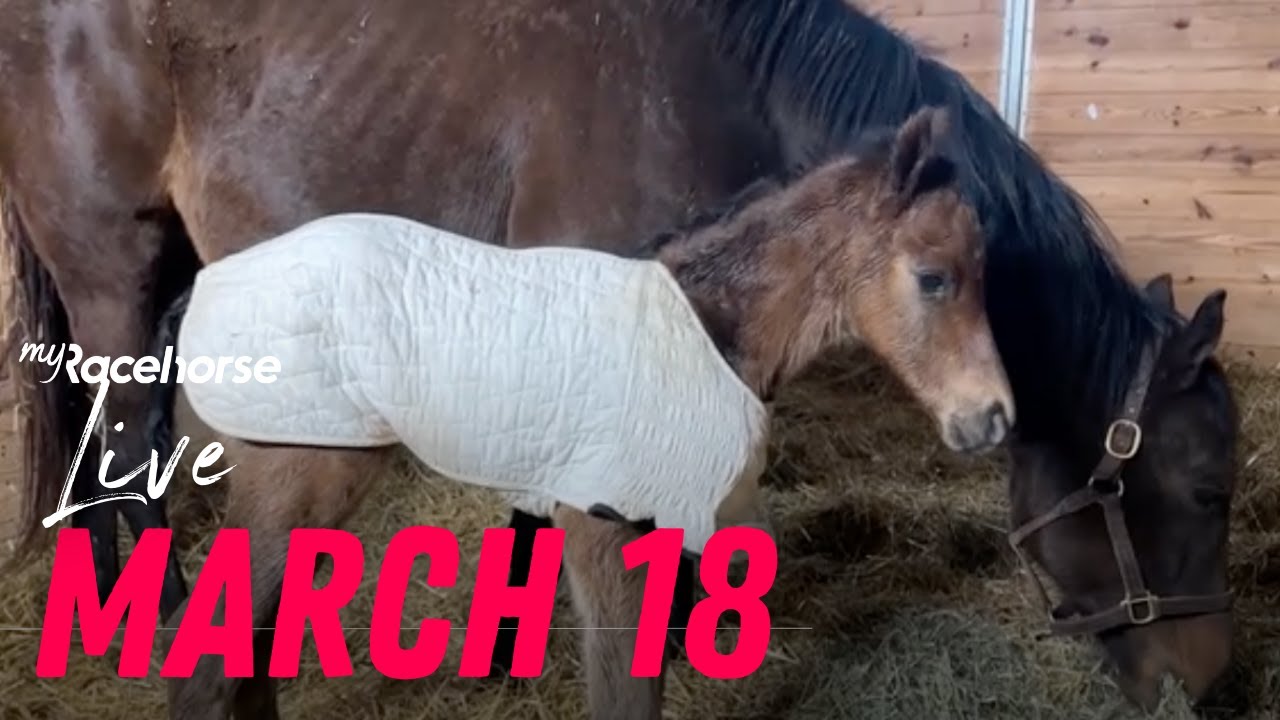 MyRacehorse Live: March 18