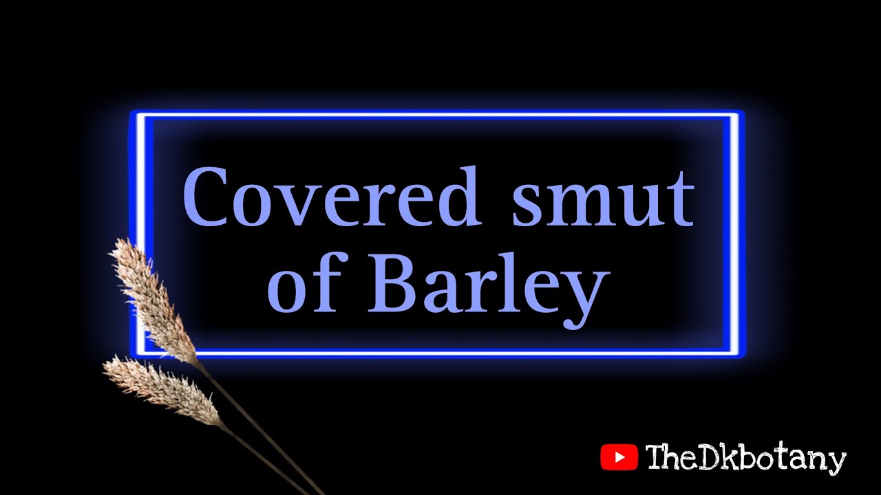 Covered smut of Barley disease (fungal disease)