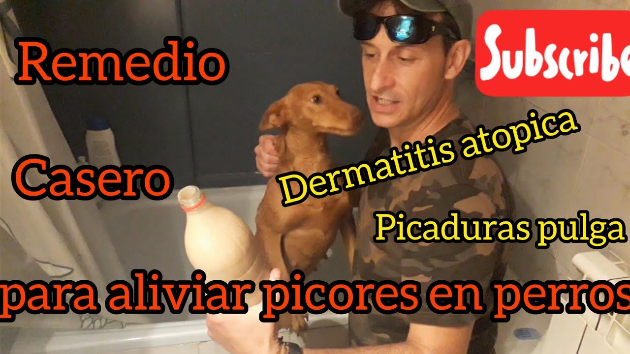Remedio casero para aliviar picores , alergias , y afecciones en la piel de nuestros perros .