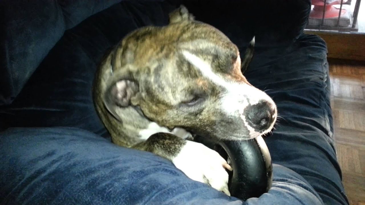 Brody and his Goughnut... best chew toy EVER!