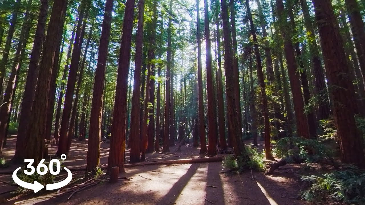 8K 360° 3D VR Californian Redwood Forest Scene | Peaceful Birdsong | VR Nature Ambience