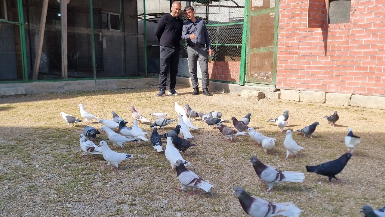 Qala Cabirin Goyercinleri 03.04.2025 (Baki Goyercin Klubunun iştirak&ccedil;ısı)