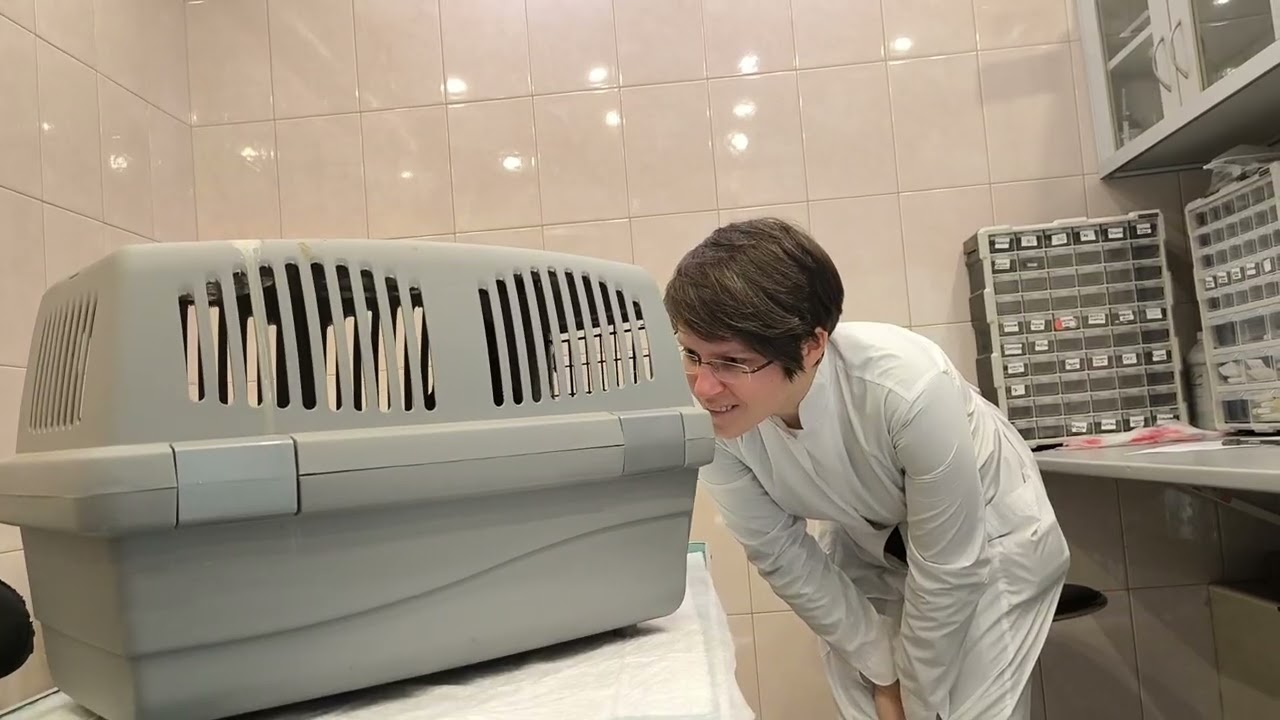 Дятел, не будь психическим!