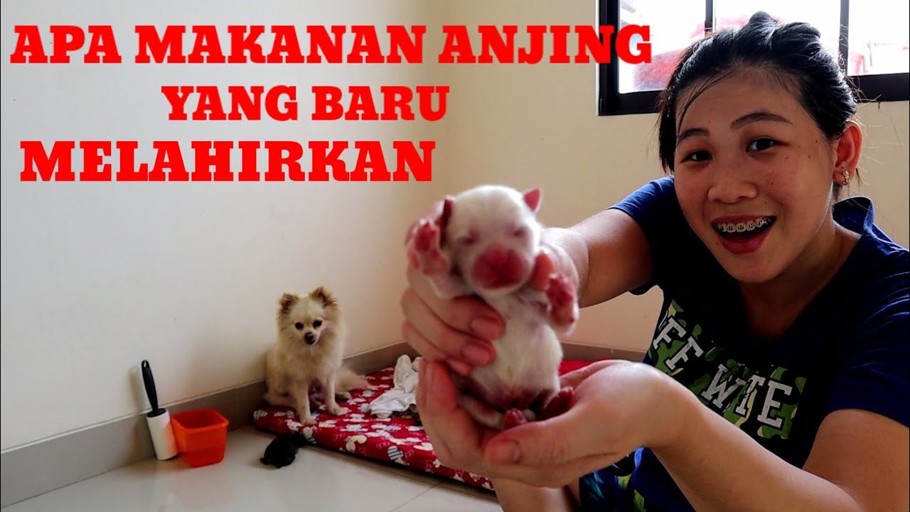 CARA MERAWAT ANJING YANG BARU MELAHIRKAN DAN ANAK NYA