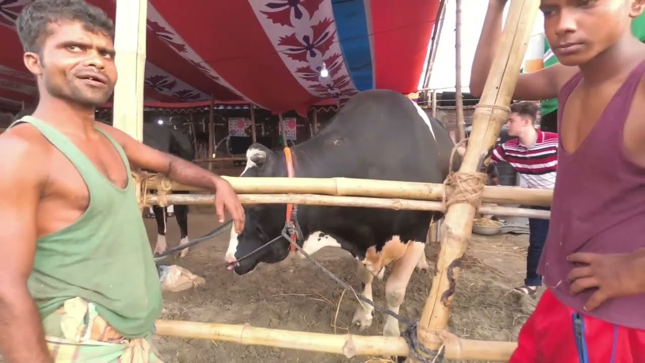 গরুর ছাগলের বিশাল হাট। Cow Market Dhaka. Qurbani Gorur Haat.  #cowmarket