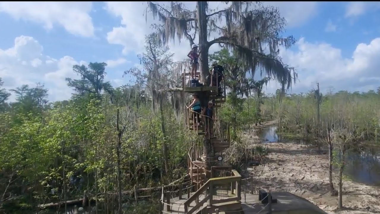 New Orleans Swamp Alligator Zipline