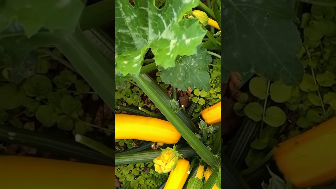 Learn how to plant zucchini transplants professional horticulturist, Amanda Plante!