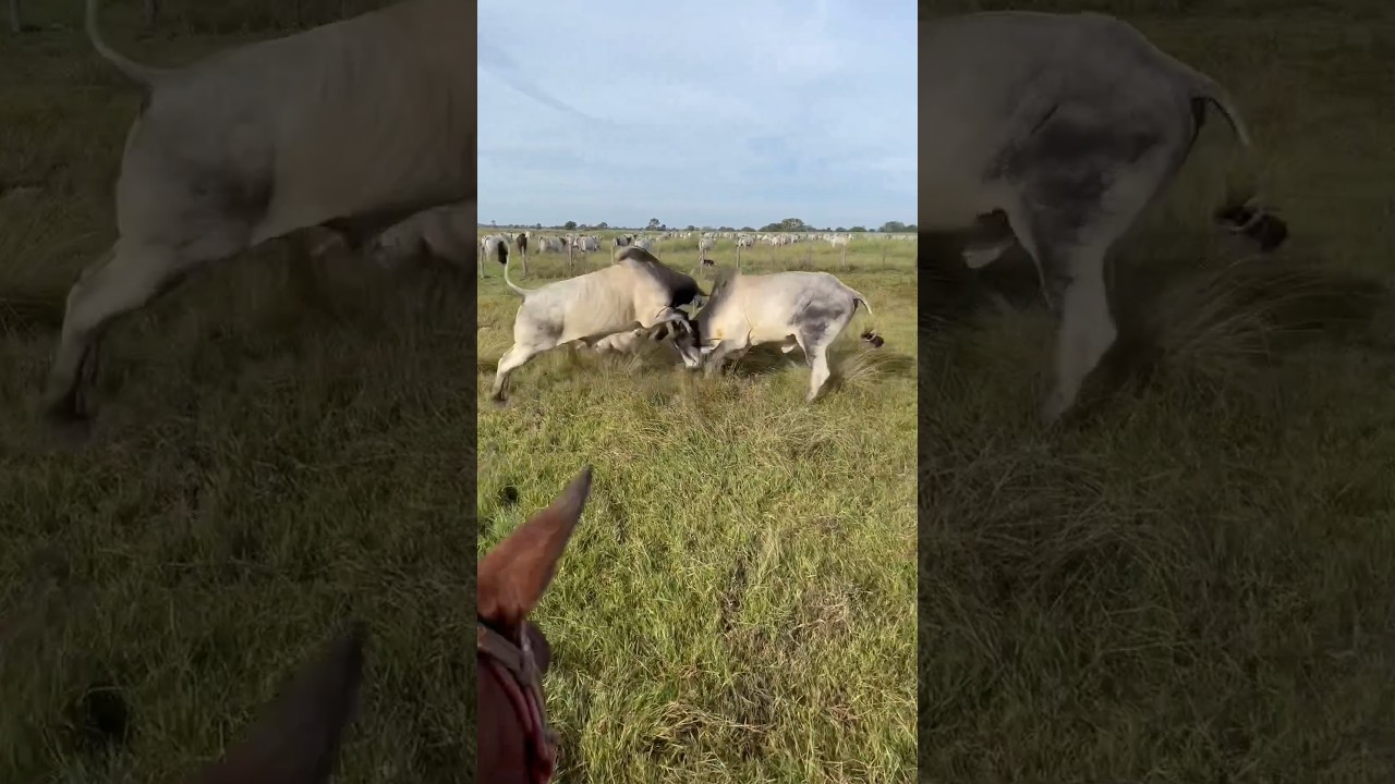 🔥 Bull Fighting 💪 ox fighting  #shorts #oxen #bull #trending #viral #youtubeshorts